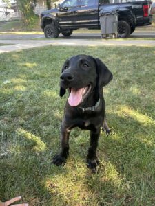 Dog happy becasue he has been told that he is getting TailTech