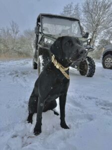 Black Lab knowing that he is safe with TailTech covering any questions that could be potentially asked.